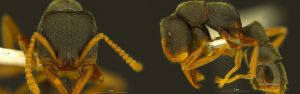 The dracula ant, Stigmatomma rothneyi